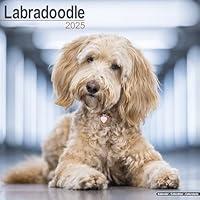 Algopix Similar Product 9 - Labradoodle Calendar 2025  Square Dog