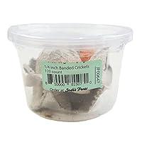 Algopix Similar Product 5 - Joshs Frogs 14 Banded Crickets 120