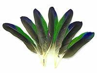 Algopix Similar Product 4 - 4 Pieces  TriColor Amazon Parrot Wing