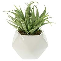 Algopix Similar Product 12 - Small Faux Aloe Succulent in White