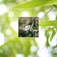 Algopix Similar Product 7 - Natures Sunshine Marshmallow 100