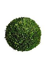 Algopix Similar Product 15 - Mills Floral Preserved Boxwood Ball 10"