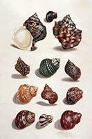 Algopix Similar Product 5 - Book of Thoughts - Untitled (Sea Shells)