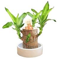 Algopix Similar Product 13 - Brazilian Wood PlantLucky Wood Plant