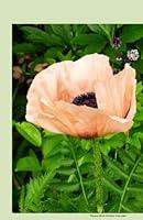 Algopix Similar Product 16 - Poppy 2014 Weekly Calendar 2014 week