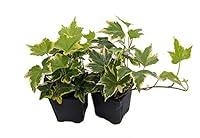 Algopix Similar Product 16 - Gold Child English Ivy  Hardy