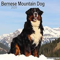 Algopix Similar Product 11 - Bernese Mountain Dog Calendar 2025 