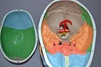 Algopix Similar Product 14 - Wellden Product Didactic Human Skull