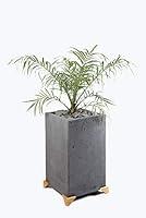 Algopix Similar Product 13 - Concrete Plant Pot Planter Flower Pot