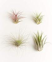 Algopix Similar Product 13 - Shop Succulents  Unique Collection of