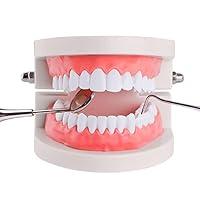 Algopix Similar Product 13 - Standard Teeth Model YOUYA DENTAL Kids