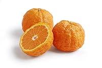 Algopix Similar Product 15 - Fresh Gold Nugget Mandarins 4 lbs 