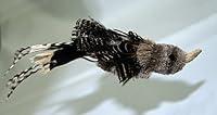 Algopix Similar Product 5 - Big Sky Cats Gila Woodpecker Bird