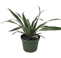 Algopix Similar Product 11 - White Stripe Dragon Tree  Dracaena