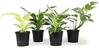 Algopix Similar Product 8 - Philodendron Plant Live 4 Pack 4