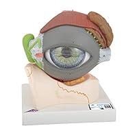 Algopix Similar Product 8 - 3B Scientific F12 Eye 5 times fullsize
