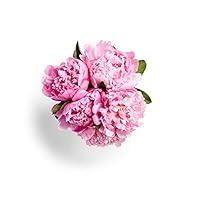 Algopix Similar Product 1 - Floral Peony 5 Stem, 1 EA