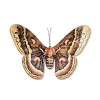 Algopix Similar Product 1 - Eangee Home Design Butterfly Wall Decor