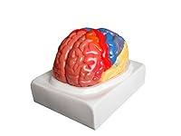 Algopix Similar Product 3 - Walter Products B10444 Regional Human