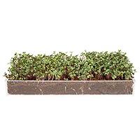 Algopix Similar Product 1 - Window Garden Microgreens Grow Kit 