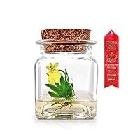 Algopix Similar Product 8 - Award Winning Maintenance Free Orchid