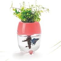 Algopix Similar Product 1 - Dr Moss Aquaponic Fish Tank Aquarium