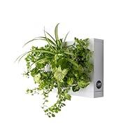 Algopix Similar Product 12 - Ortis Green HangOasiHome  Indoor