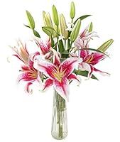 Algopix Similar Product 11 - KaBloom PRIME NEXT DAY DELIVERY  Fall