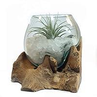 Algopix Similar Product 14 - Live Air Plant 4 Mini Terrarium in