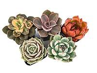 Algopix Similar Product 8 - Succulents Plants Live 3Pack 2