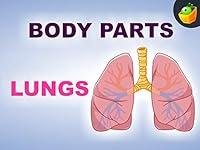 Algopix Similar Product 3 - Lungs