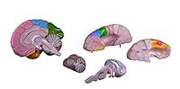 Algopix Similar Product 16 - Brain FunctionalRegional 5Parts 