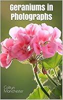 Algopix Similar Product 1 - Geraniums in Photographs