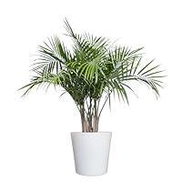 Algopix Similar Product 16 - United Nursery Majesty Palm Live Plant