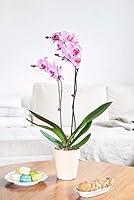 Algopix Similar Product 8 - Orchid Flower Plant