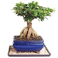Algopix Similar Product 15 - Brussels Gensing Grafted Ficus Bonsai