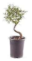 Algopix Similar Product 2 - Brussels Bonsai Live Chinese Elm