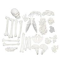 Algopix Similar Product 15 - MonMed Medical Skeleton Model  Life
