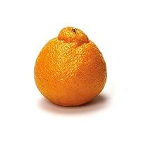 Algopix Similar Product 9 - Mandarin Mandarosa