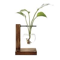 Algopix Similar Product 13 - Water Planting Glass VaseClear Glass
