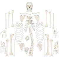 Algopix Similar Product 12 - Wellden Medical Full Disarticulated