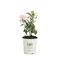 Algopix Similar Product 1 - Sugar Tip Rose of Sharon Hibiscus