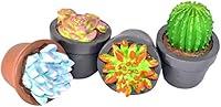 Algopix Similar Product 2 - G & F MiniGardenn Fairy Garden