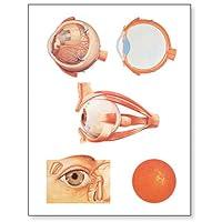 Algopix Similar Product 2 - 3B Scientific V2011U The Eye I Anatomy