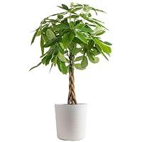 Algopix Similar Product 19 - Costa Farms Money Tree