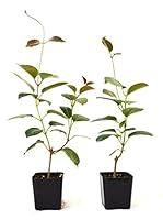 Algopix Similar Product 4 - 9GreenBox  Red Brazilian Jasmine  2