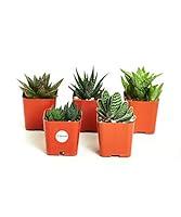 Algopix Similar Product 12 - Shop Succulents Haworthia and Aloe 2