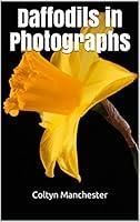 Algopix Similar Product 3 - Daffodils in Photographs