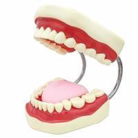 Algopix Similar Product 5 - SMKF Large Anatomical Teeth Models 