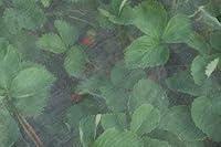 Algopix Similar Product 7 - Agralan Enviromesh XL